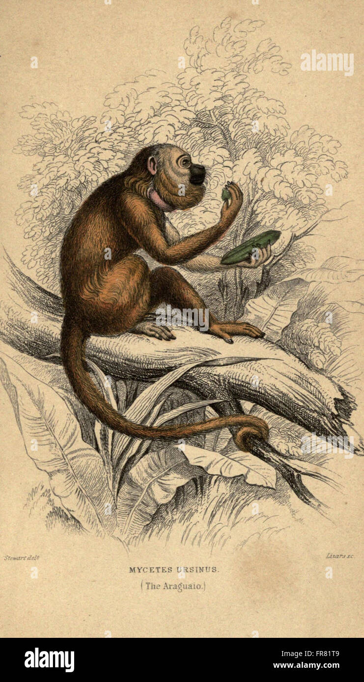 Questa targhetta presenta illustrazioni dettagliate di varie specie di scimmie, che mostrano le loro caratteristiche fisiche e la loro classificazione all'interno della famiglia dei primati. Foto Stock