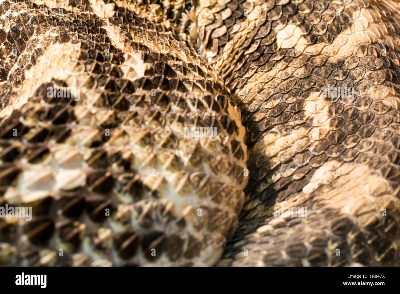 Snake nel terrarium - Gaboon viper Foto Stock
