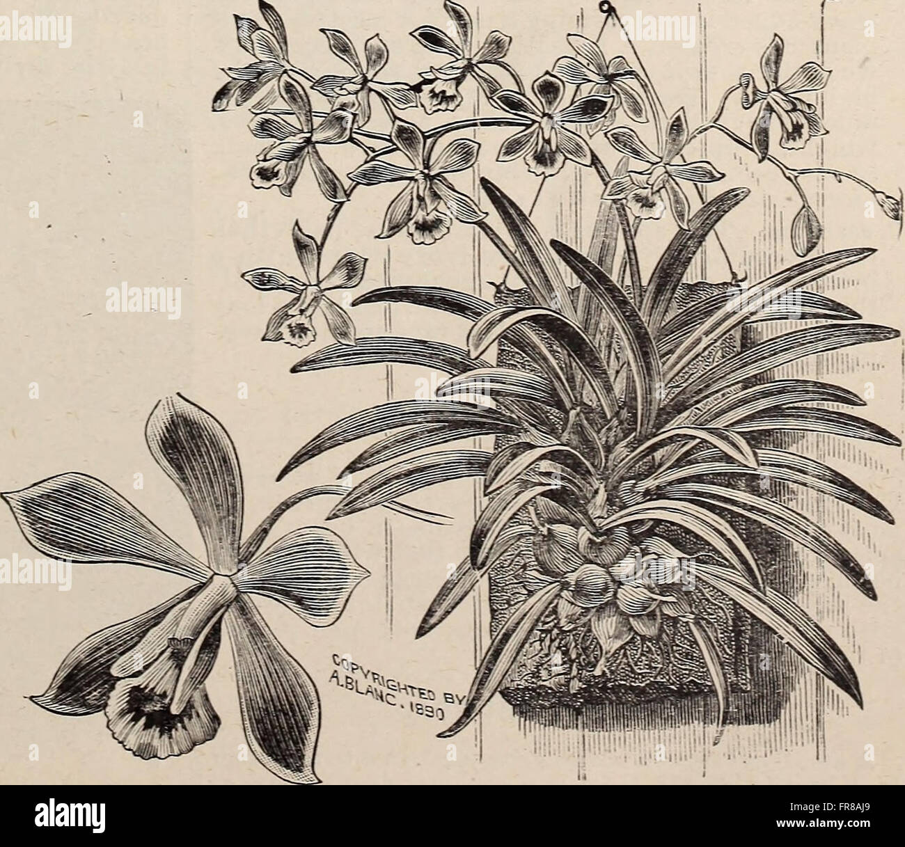 Illustrato annuale e catalogo descrittivo di nuovo, rare e belle piante (1892) Foto Stock