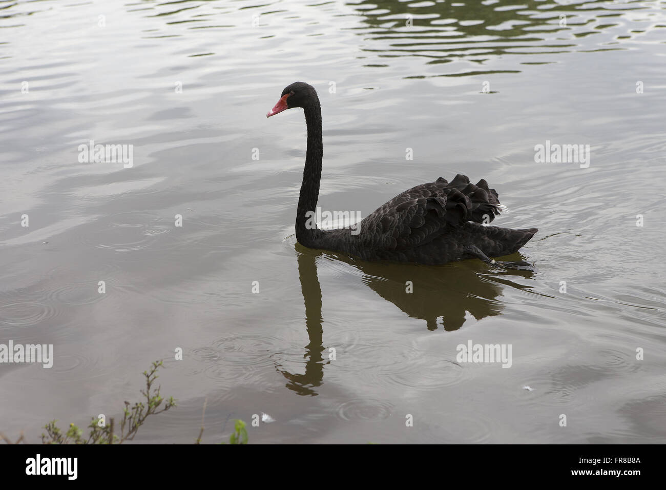 Black Swan nel lago dal Parco Ibirapuera, lato sud Foto Stock