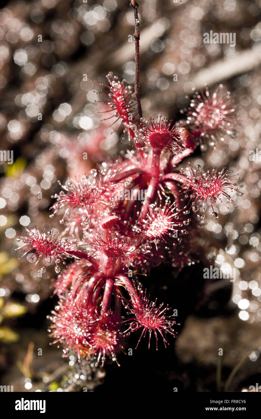 Pianta carnivora a monte Roraima - Parco Nazionale di Canaima Foto Stock