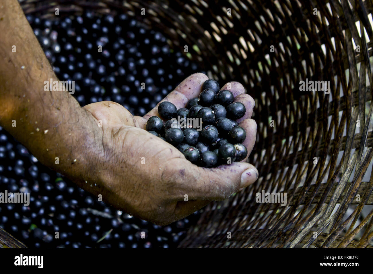 Grappoli di frutta rimossi nel Cestino di paglia - acai nero Foto Stock