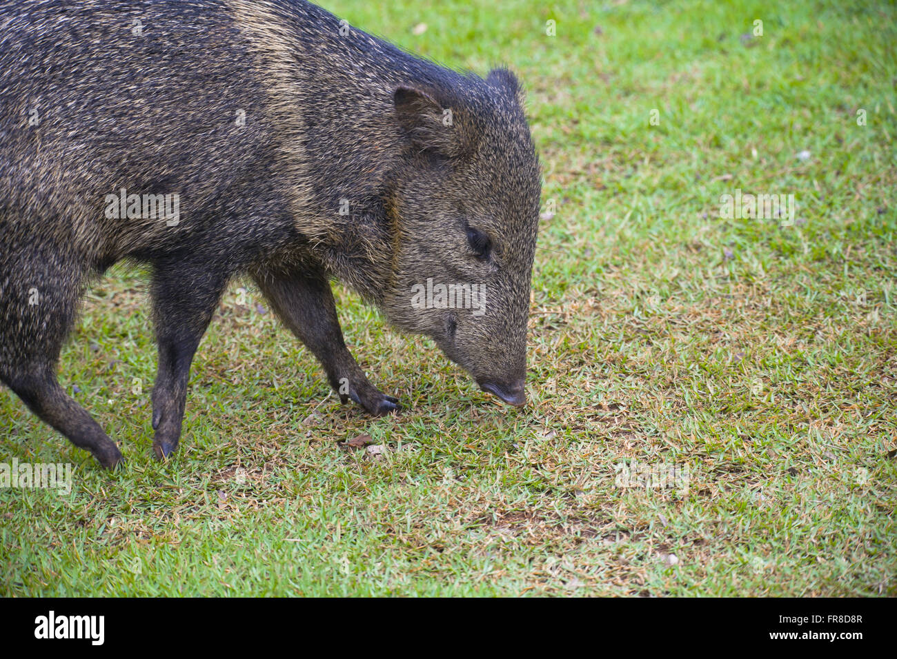 Pig-per-uccidere anche noto come Cateto o Tajacu Caititu-Tayassu Foto Stock
