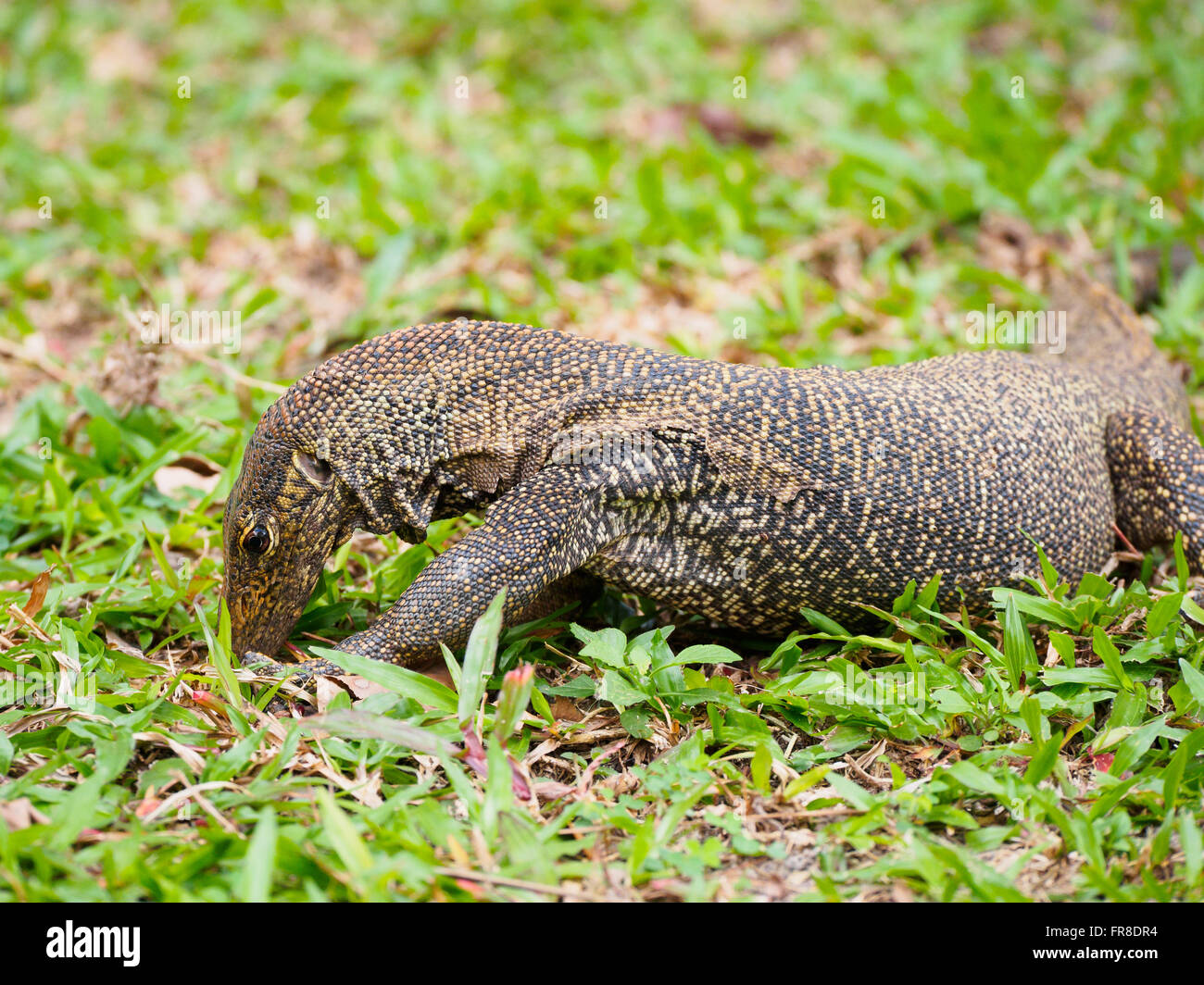 Offuscato monitor lizard (Varanus nebuloso) scavo per le larve in un prato verde di Kuala Lumpur in Malesia Foto Stock