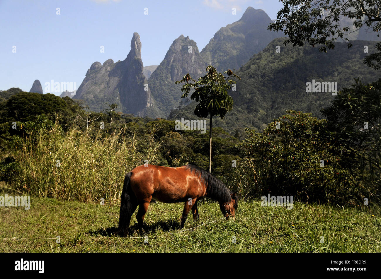 Cavallo al pascolo - lo sfondo, il Pico del dito di Dio nelle montagne Organ Foto Stock