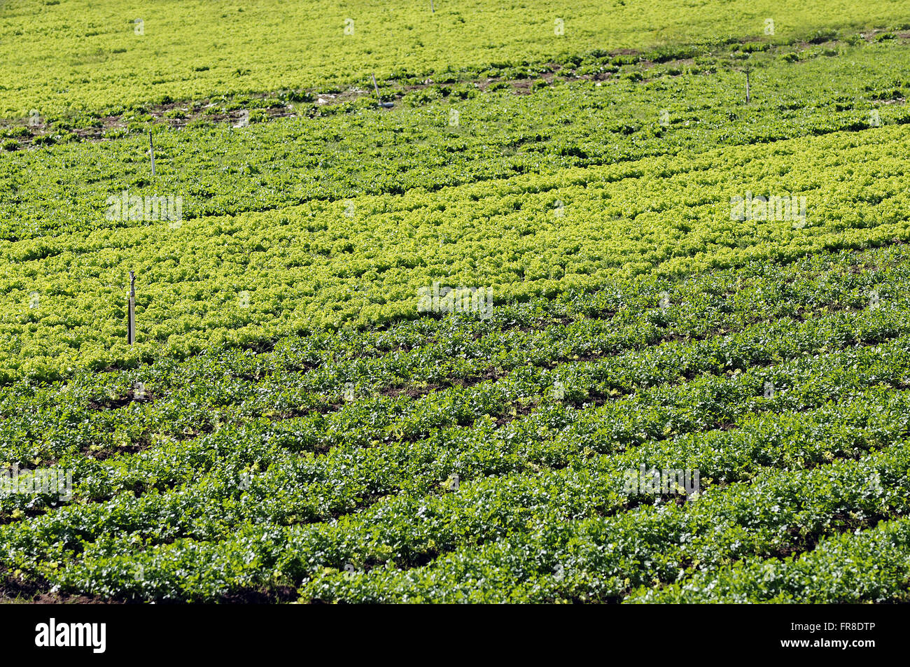 La semina di verdure nella regione di Serra Fluminense Foto Stock