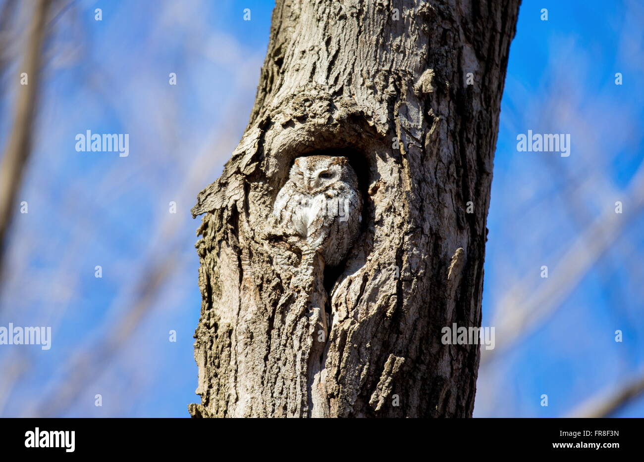 Est della civetta. Foto Stock