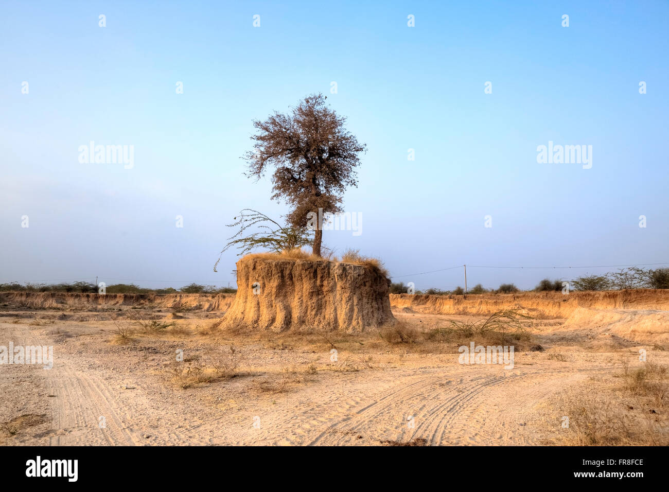 Salvataggio di santo di alberi in una cava di sabbia vicino a Jodhpur, Rajasthan, India, Asia Foto Stock