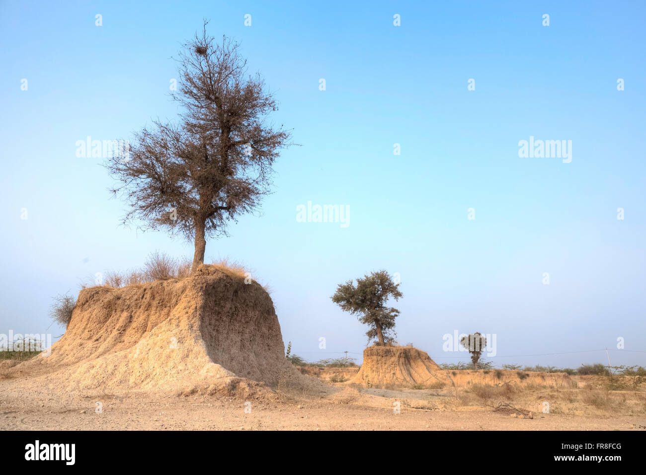 Salvataggio di santo di alberi in una cava di sabbia vicino a Jodhpur, Rajasthan, India, Asia Foto Stock