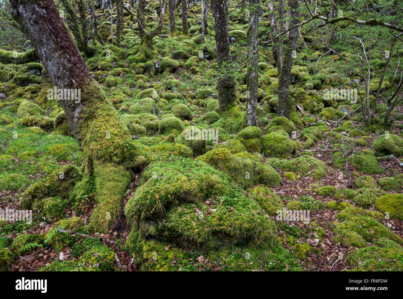 Magico bosco di muschio a Ty Canol riserva naturale nazionale in Pembrokeshire, Galles. Foto Stock