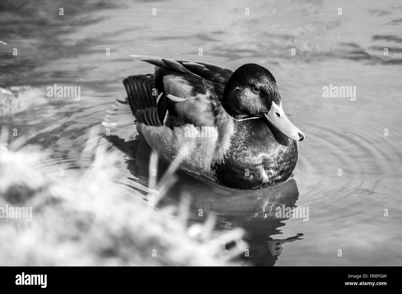 anatra Foto Stock