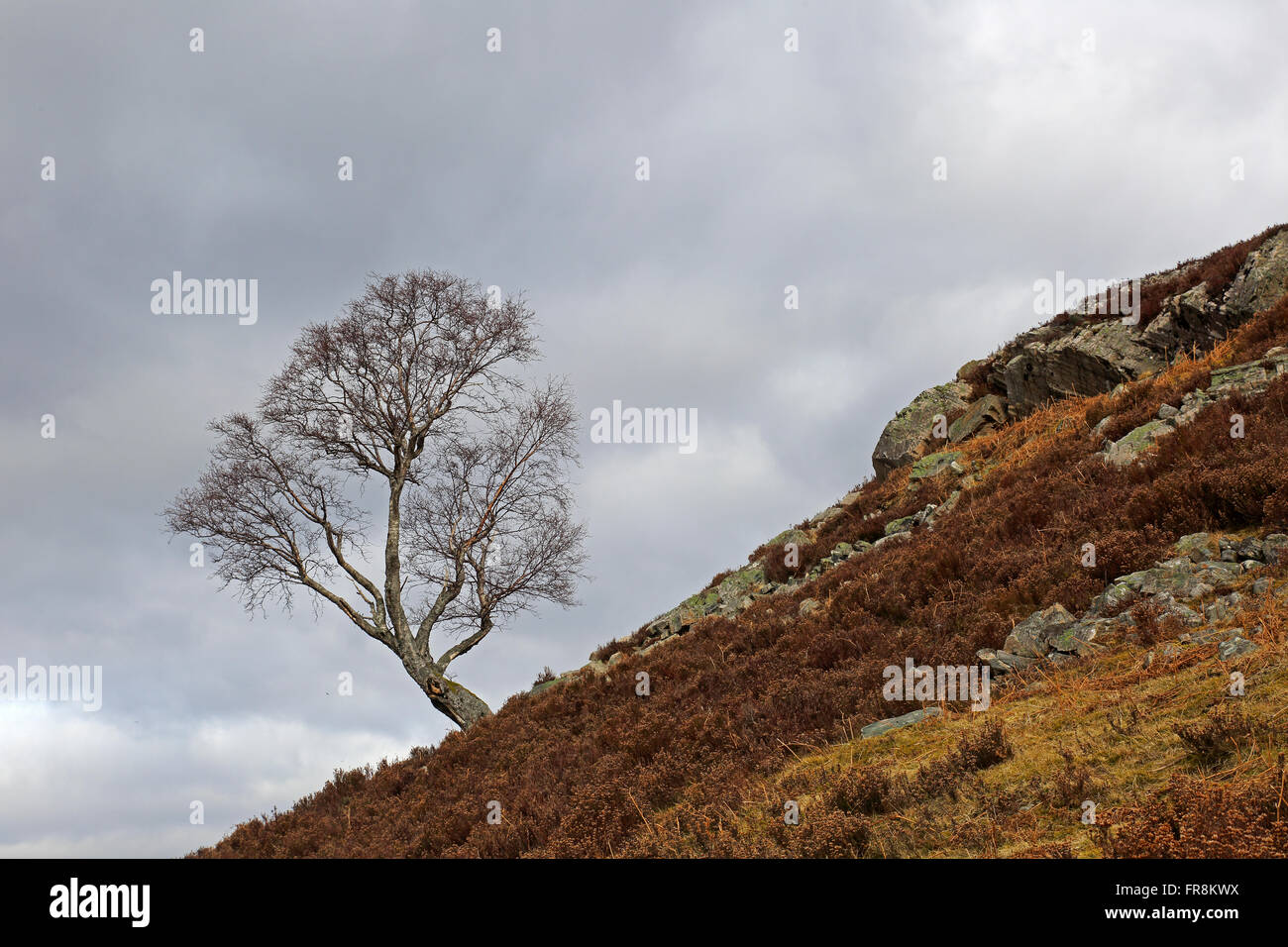 Lone Tree in primavera su Perthshire brughiera Foto Stock