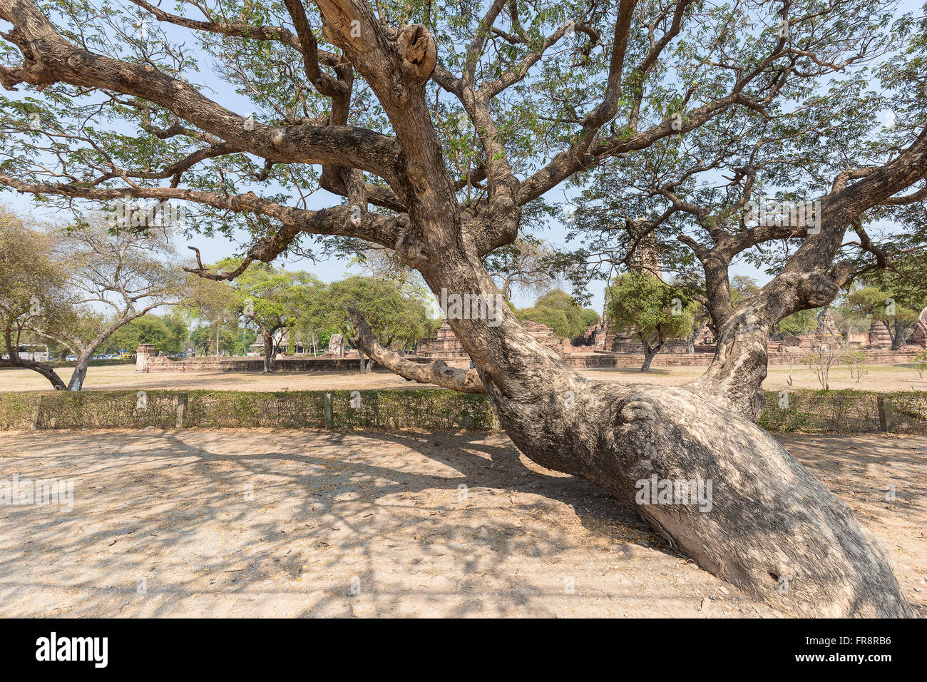 Grande vecchio albero con meno di foglie aventi tronco di torsione all'aperto nel parco durante la giornata di sole Foto Stock