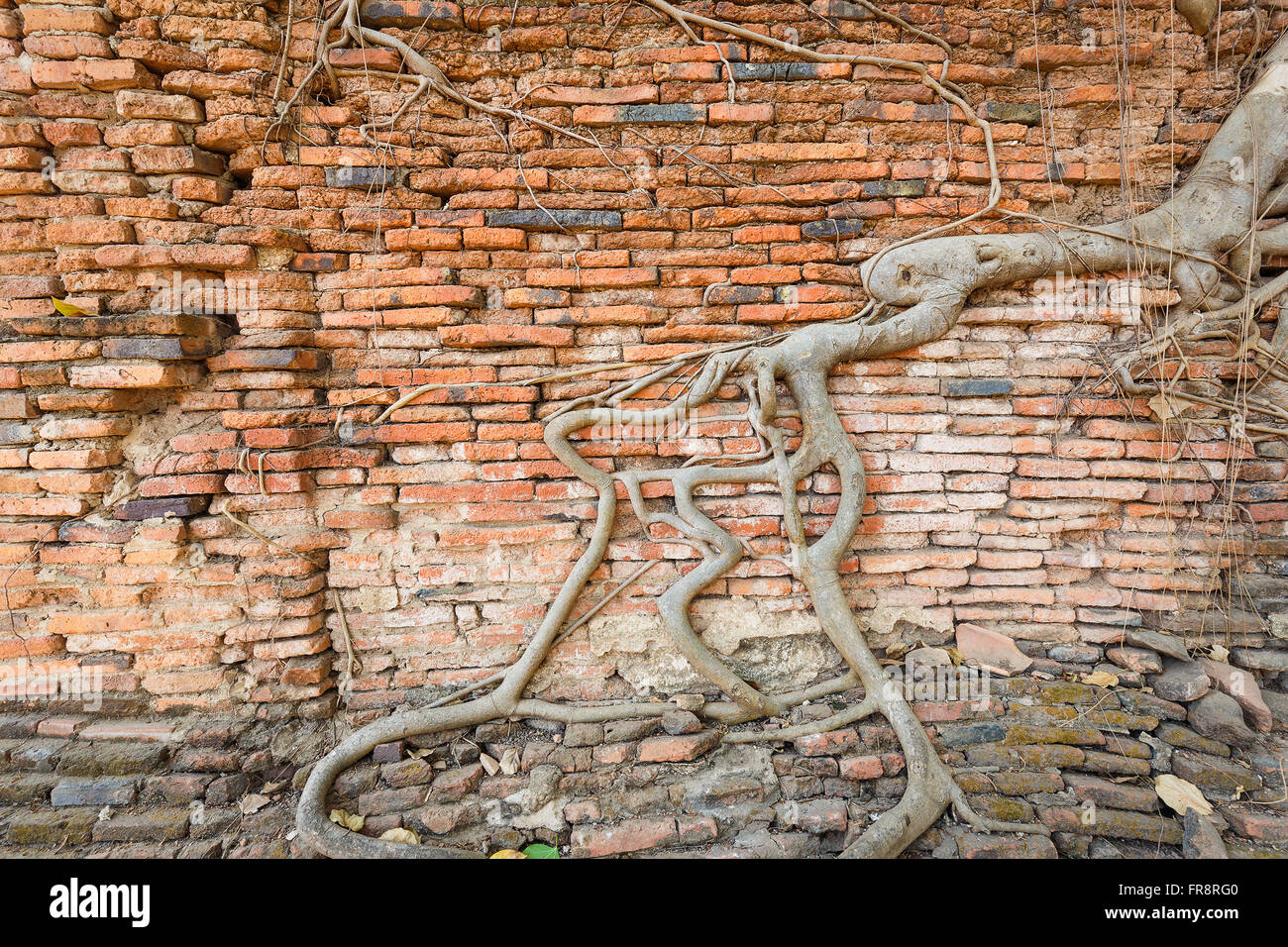 Incrinatura della parete di mattoni coperti dalla radice invecchiato in Wat Mahathat di Ayutthaya, Thailandia Foto Stock