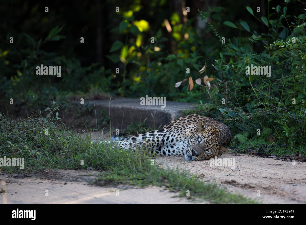 Sri Lanka leopard Panthera pardus kotiya a Wilpattu NP Sri Lanka. Foto Stock