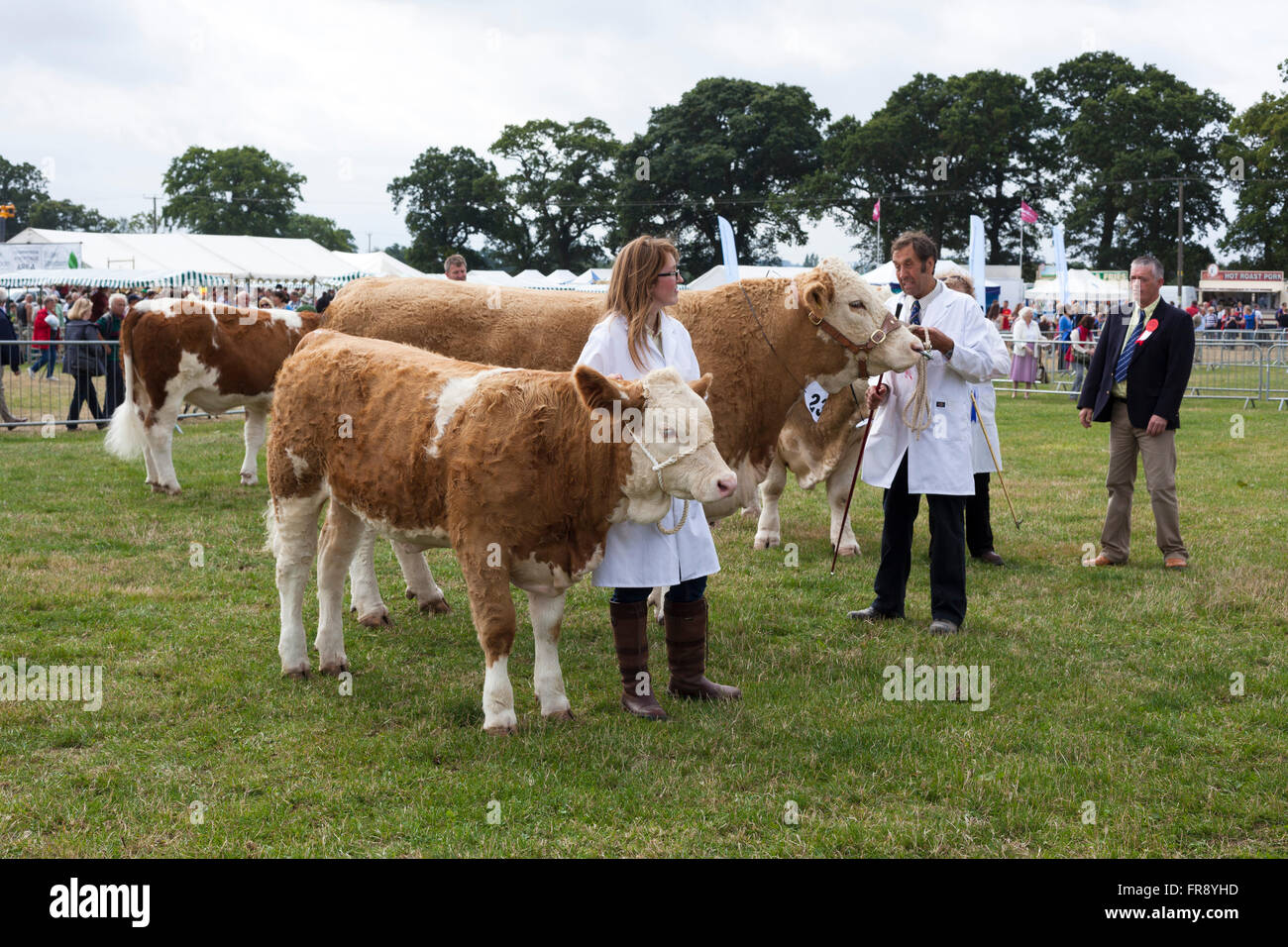 Una famiglia di mucche in mostra a Moreton in Marsh paese mostrano, Gloucestershire, UK. Foto Stock