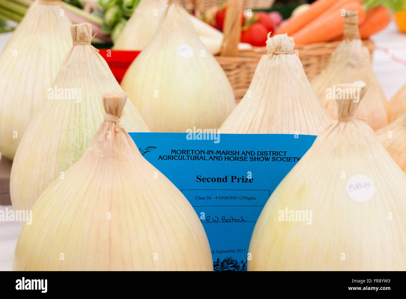 Vincitore del premio le cipolle in mostra al paese mostrano in Gloucestershrie, UK. Foto Stock