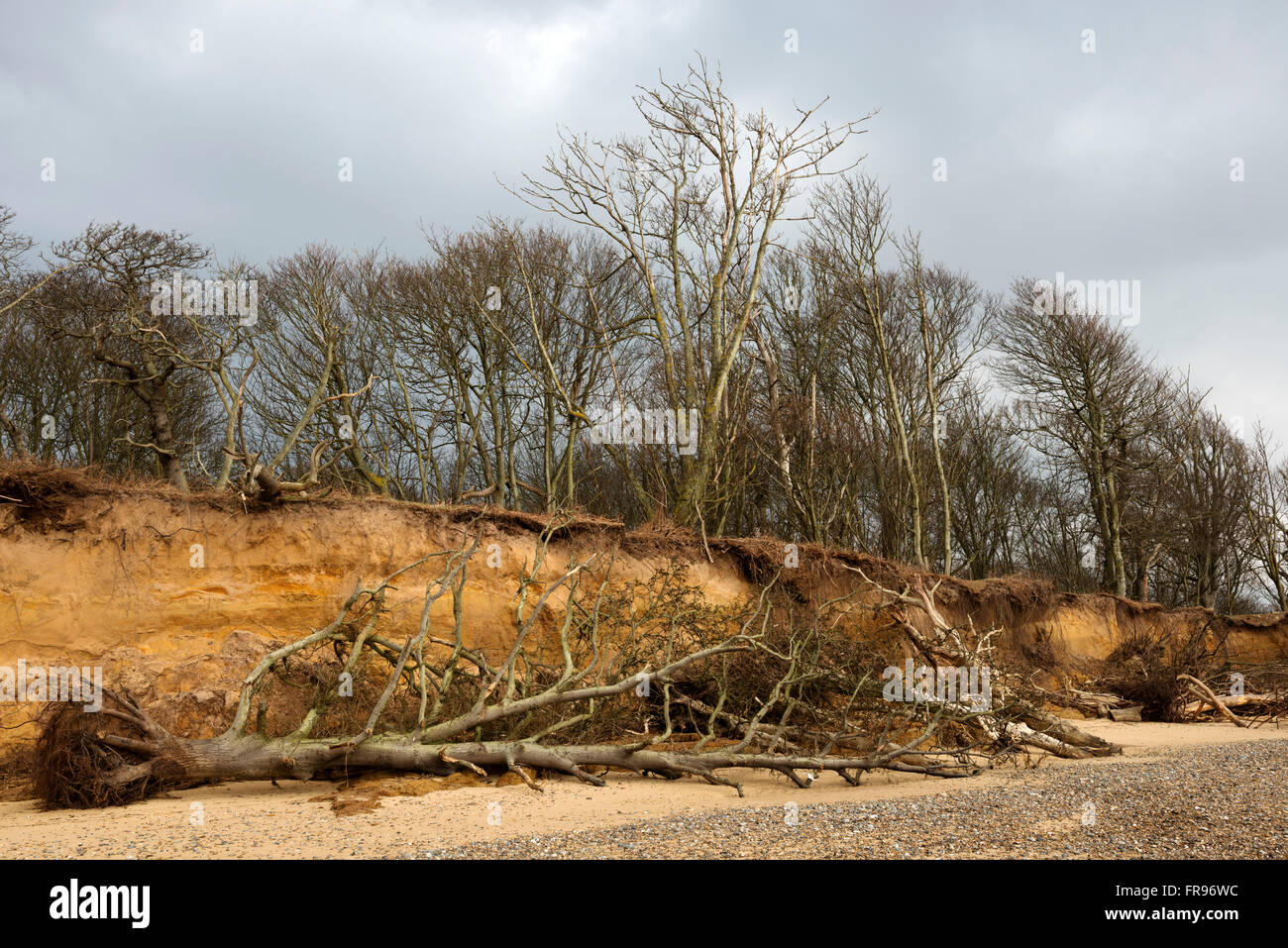 Effetti di erosione costiera, Benacre, Suffolk, Regno Unito. Foto Stock