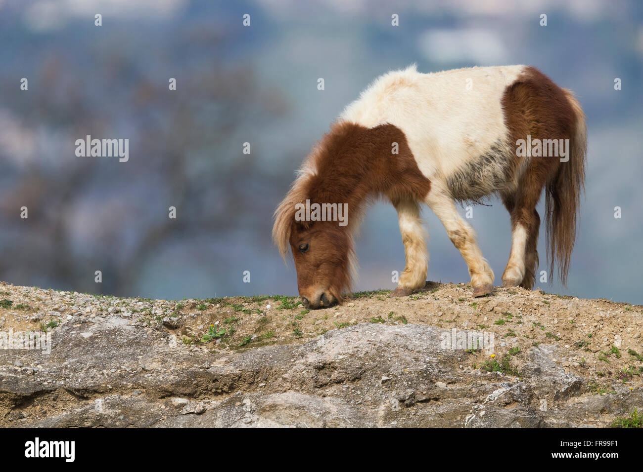 Pony (Equus caballus), alimentando in cima a una roccia, Montecorvino Rovella, Campania, Italia Foto Stock