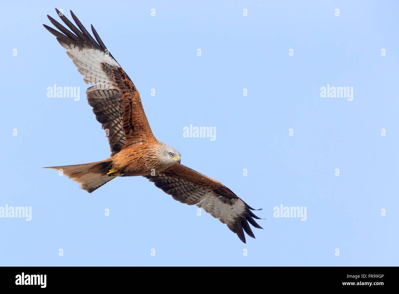 Nibbio reale (Milvus milvus), adulto in volo, Basilicata, Italia Foto Stock