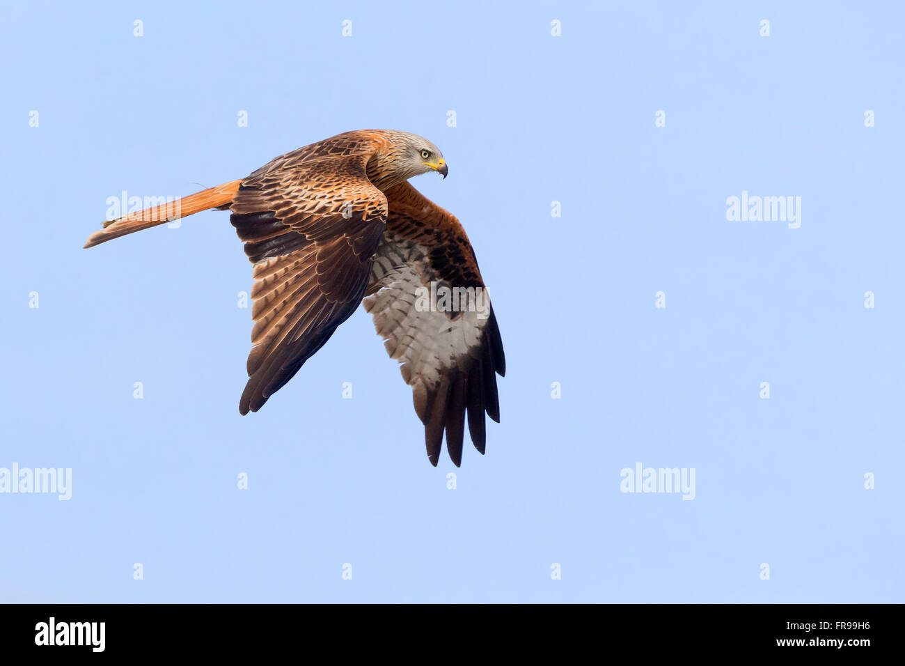 Nibbio reale (Milvus milvus), adulto in volo, Basilicata, Italia Foto Stock