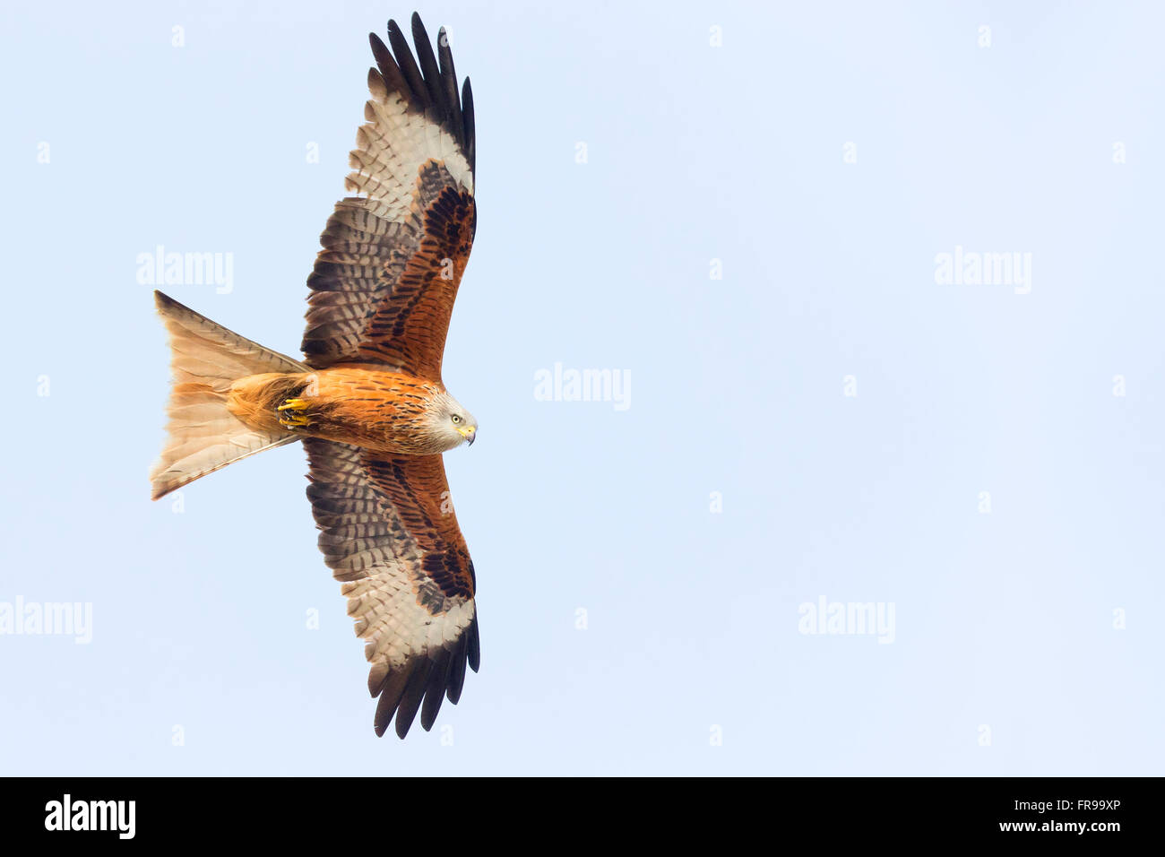 Nibbio reale (Milvus milvus), adulto in volo, Basilicata, Italia Foto Stock