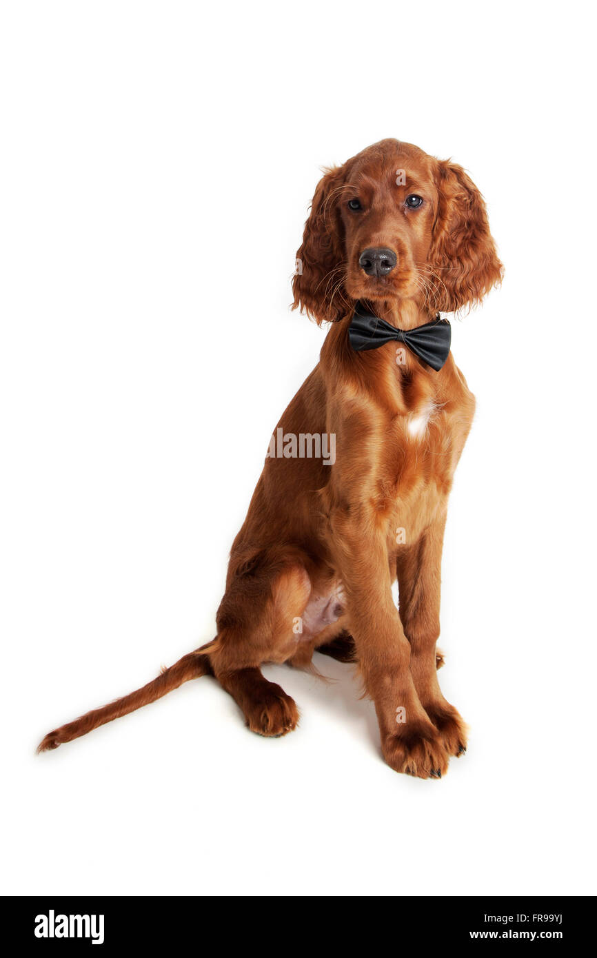 Irish / Rosso Setter cane foto Studio Foto Stock