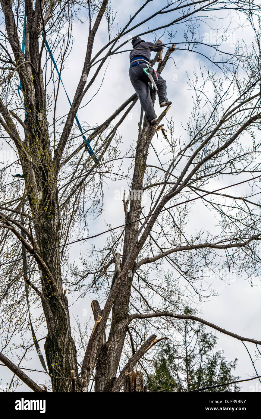 Il taglialegna nella parte superiore del tettuccio tagli un albero pezzo per pezzo. Foto Stock