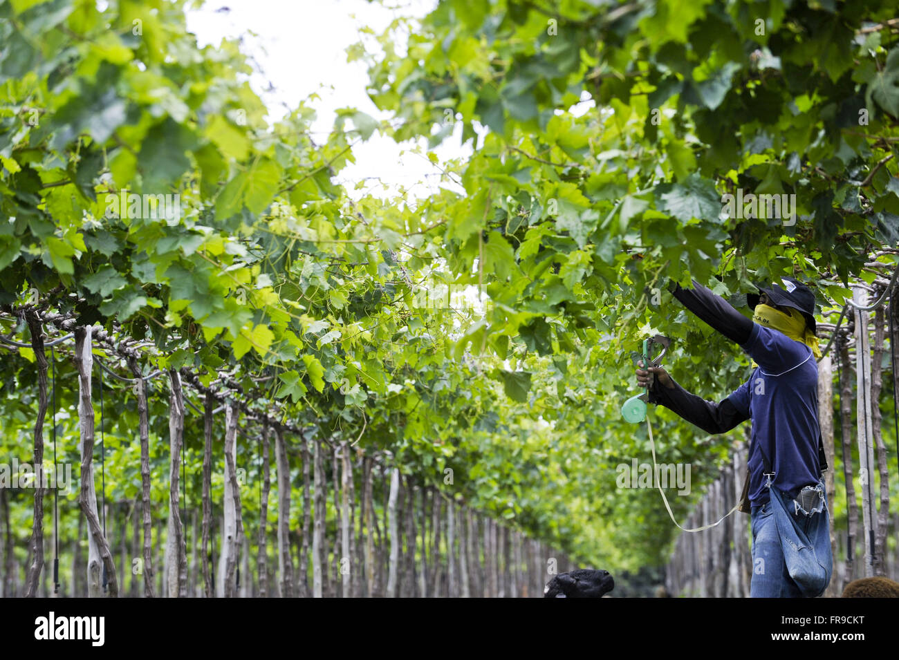 Lavoratore rurale applicando sulla difensiva in piantagione di uva - Nilo Coelho Project - Nucleo 11 Foto Stock