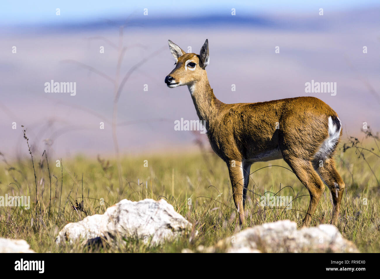 Pampa Cervo femmina adulta nella Serra da Canastra Parco Nazionale Foto Stock