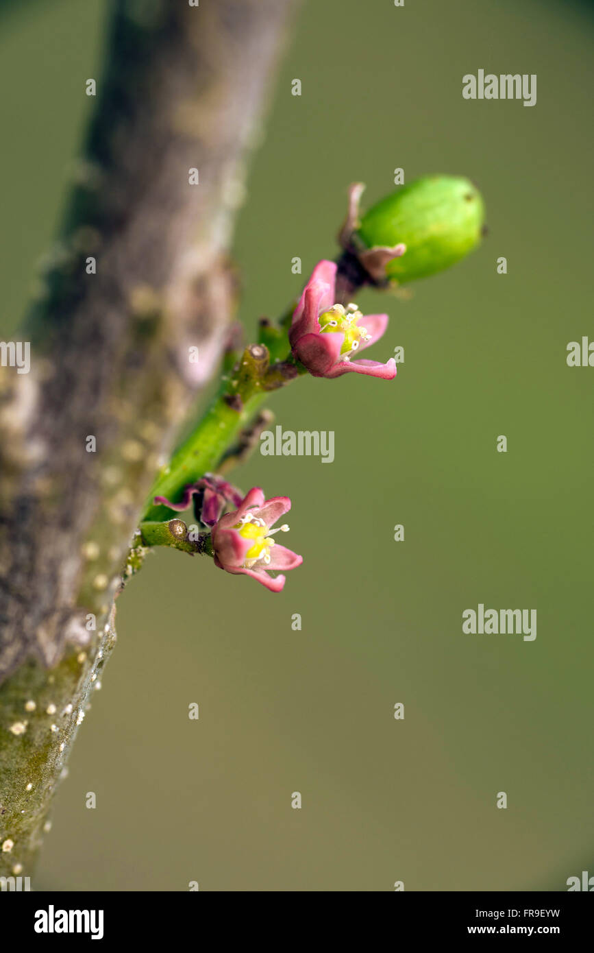 Dettaglio della hog fiori di susina Foto Stock