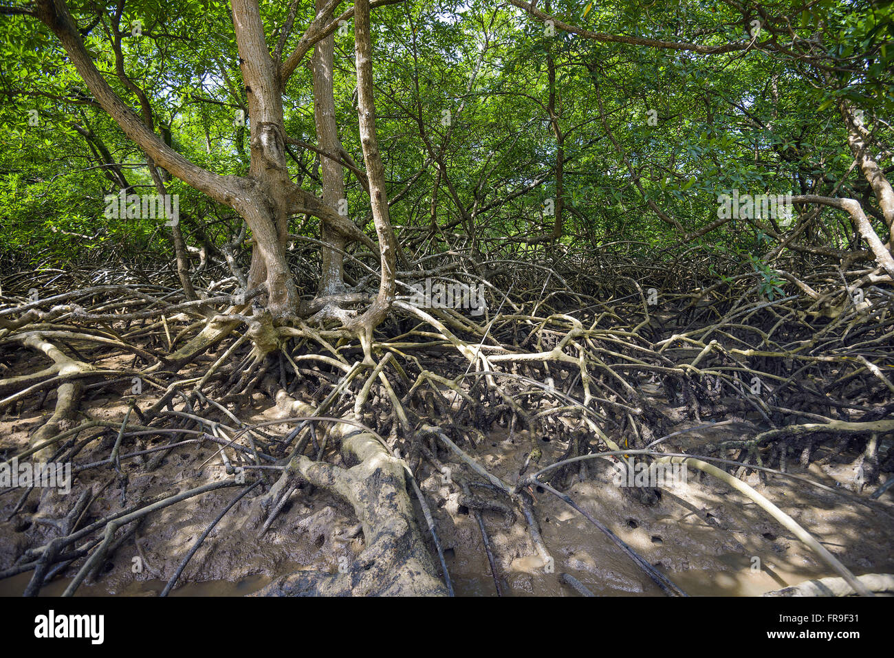Con l'accento sulle radici di mangrovia voli Foto Stock