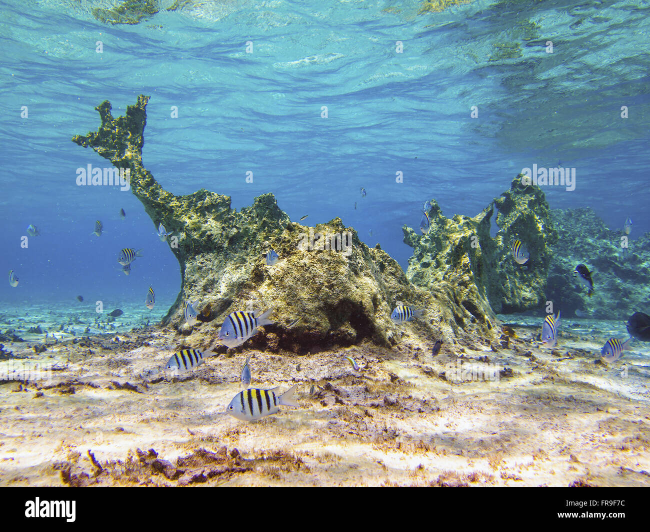 Le formazioni coralline la Riserva Biologica di atollo das Rocas Foto Stock