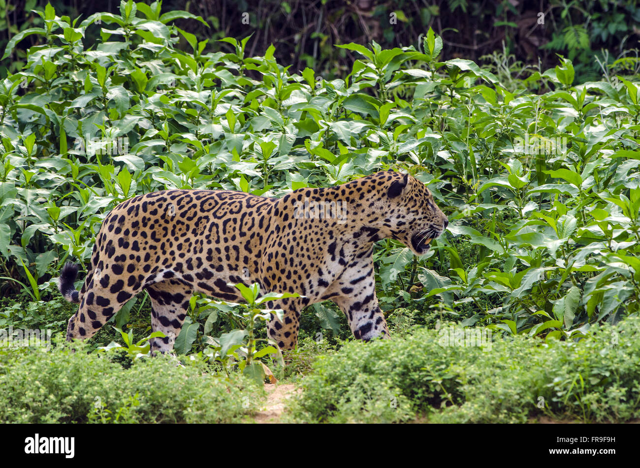 Jaguar maschio adulto sul lungomare di Sao Lourenco nel Pantanal Foto Stock