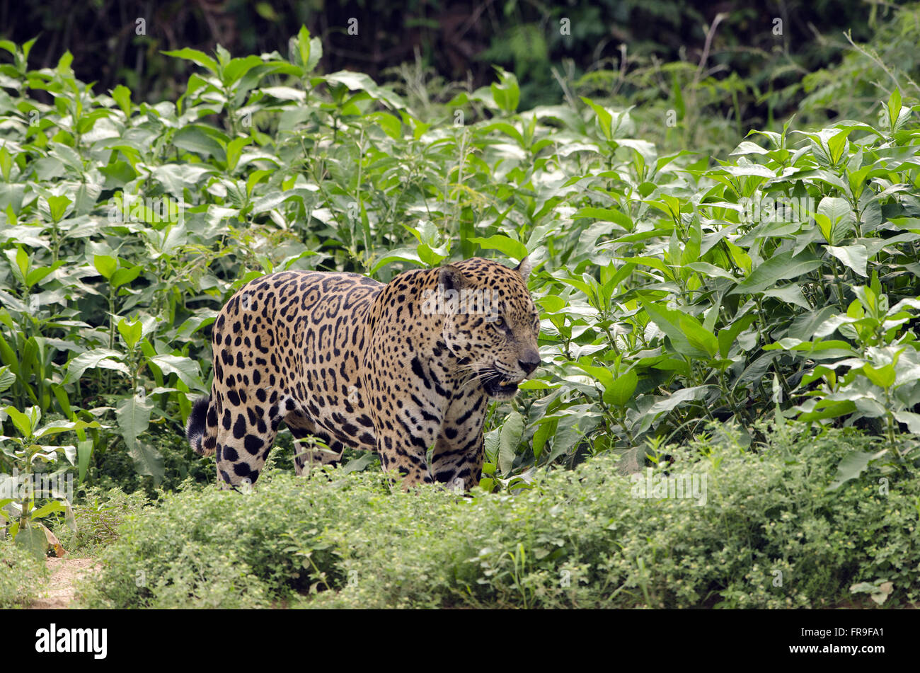 Jaguar maschio adulto sul lungomare di Sao Lourenco nel Pantanal Foto Stock