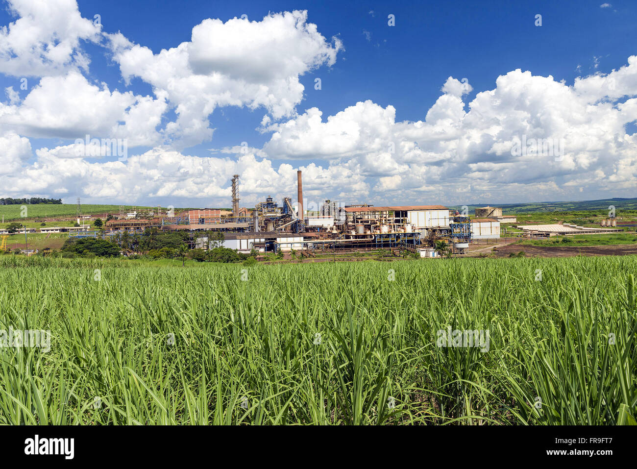 La piantagione di canna da zucchero con impianto di alcool in background Foto Stock