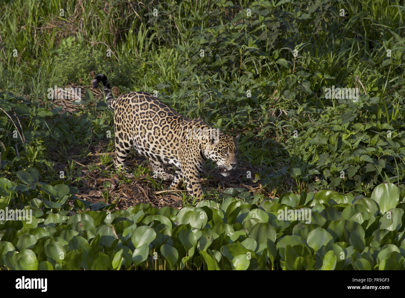 Jaguar camminando sul Rio Cuiaba nel Mato Grosso Pantanal. Foto Stock