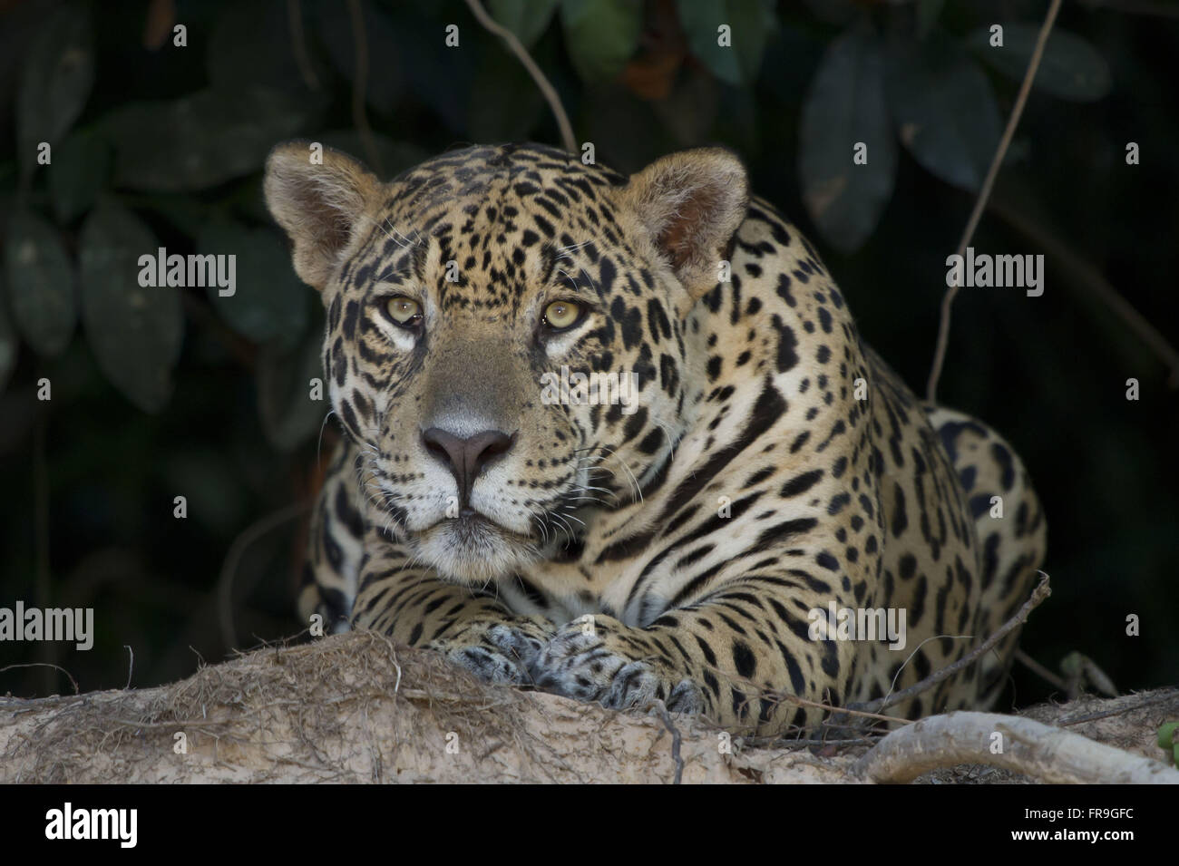 Jaguar femmina in appoggio sul bordo del Rio Cuiaba nel Mato Grosso Pantanal. Foto Stock