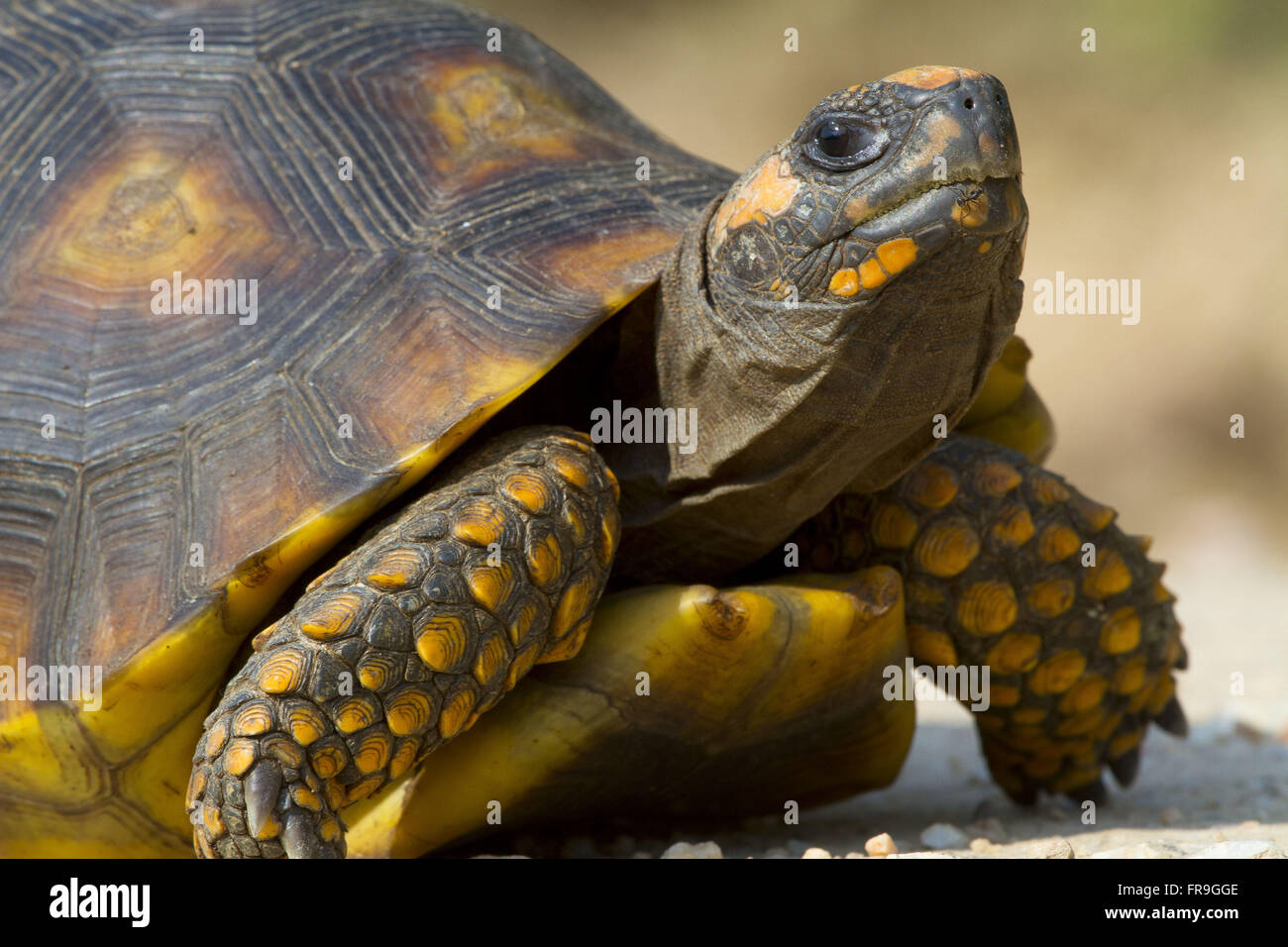 Tartaruga camminando giù Transpantaneira - Geochelone carbonaria Foto Stock