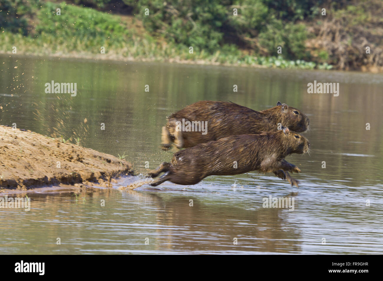 Capibara - hydrochaeris - Alto Pantanal Foto Stock