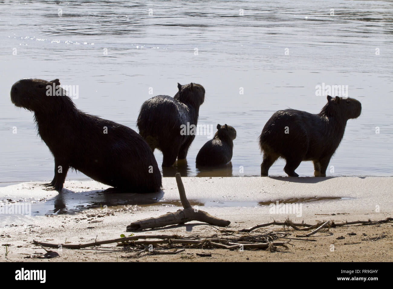Capibara - hydrochaeris - Alto Pantanal Foto Stock