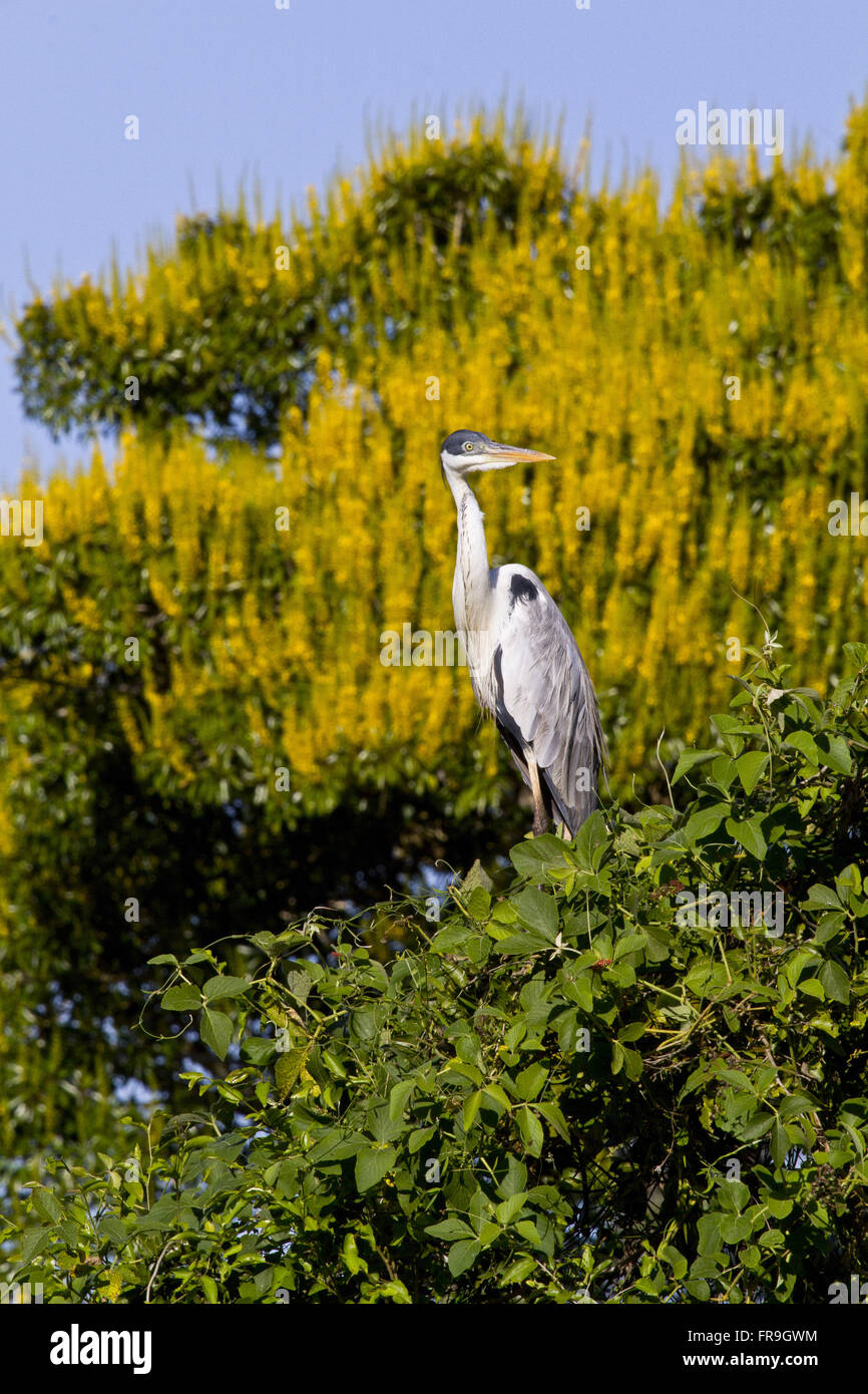 Garca nightshade sul ramo di albero - Ardea cocoi - Pantanal Foto Stock
