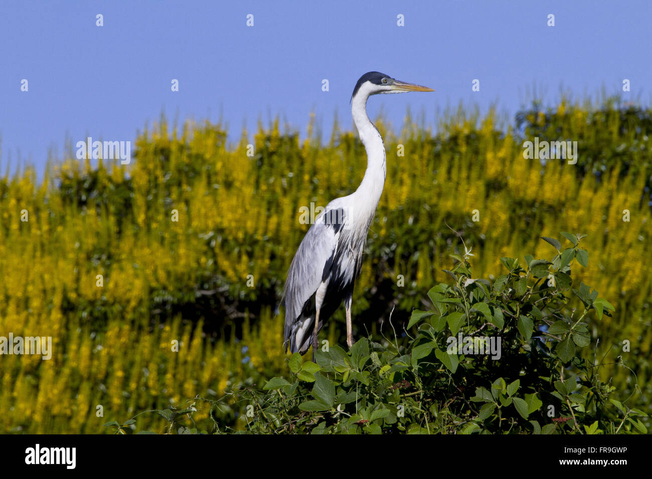 Garca nightshade sul ramo di albero - Ardea cocoi - Pantanal Foto Stock