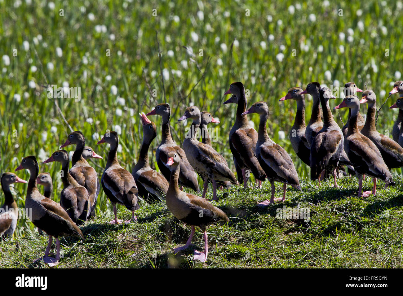 Marrecas-caboclas Pantanal - Dendrocygna autumnalis Foto Stock