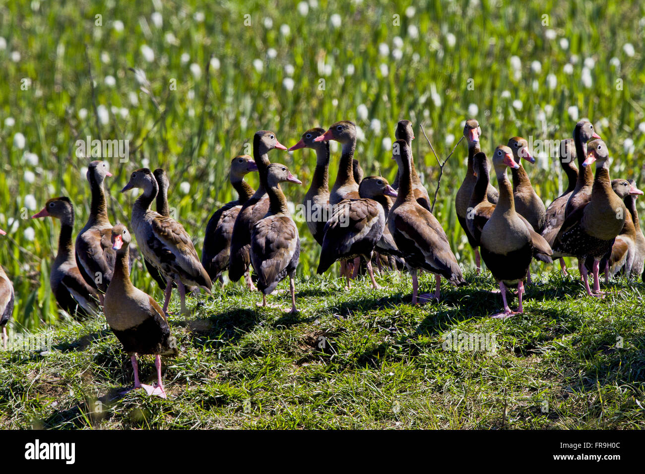 Marrecas-caboclas Pantanal - Dendrocygna autumnalis Foto Stock