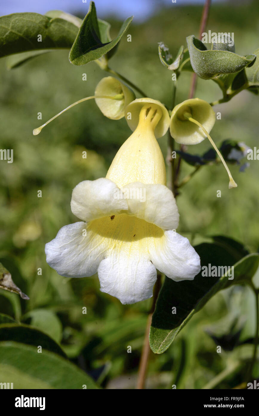La tromba angelo-- noto anche come paglia, bass drum, gonna, bianco e trombeteira Foto Stock