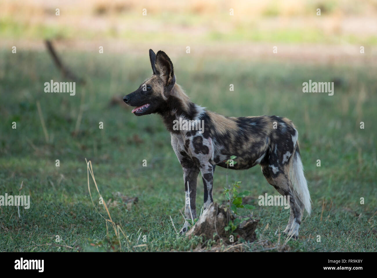 Africa, Zambia, Sud luangwa national park mfuwe. selvatico africano cucciolo di cane aka cane verniciata (wild: lycaon pictus). Foto Stock
