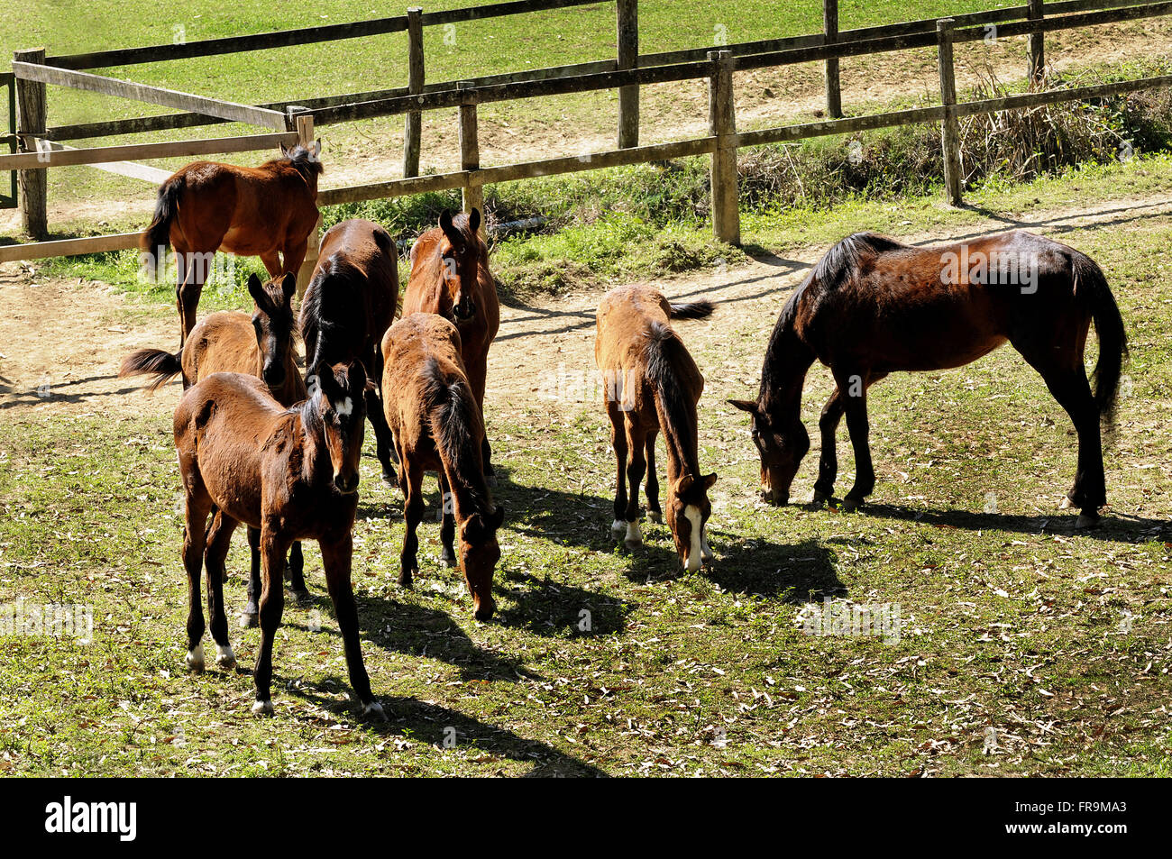 Creazione di cavalli nella regione montuosa di Rio de Janeiro - Teresopolis Road - Friburgo Foto Stock