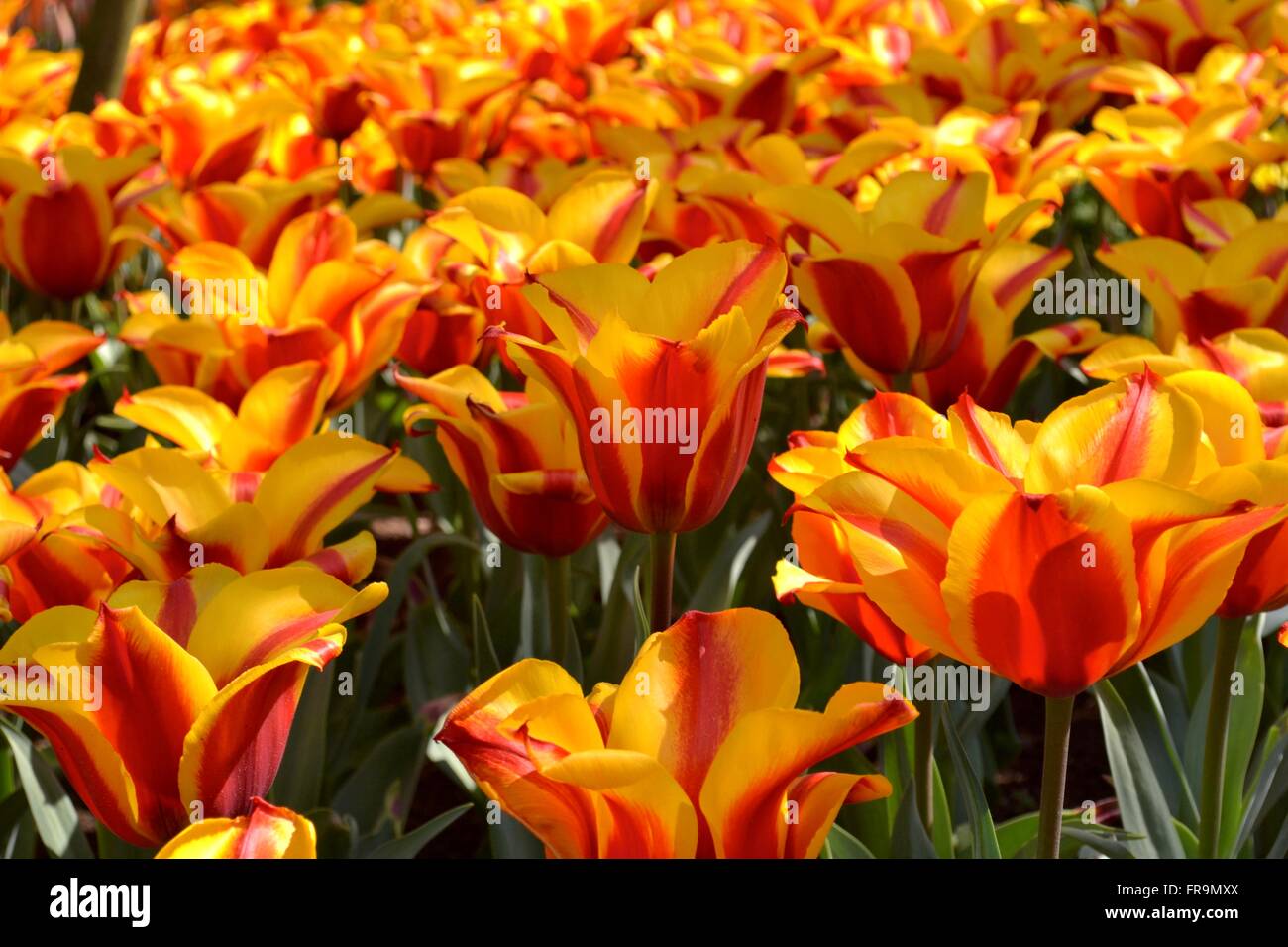 Rosso e giallo tulip patch Foto Stock