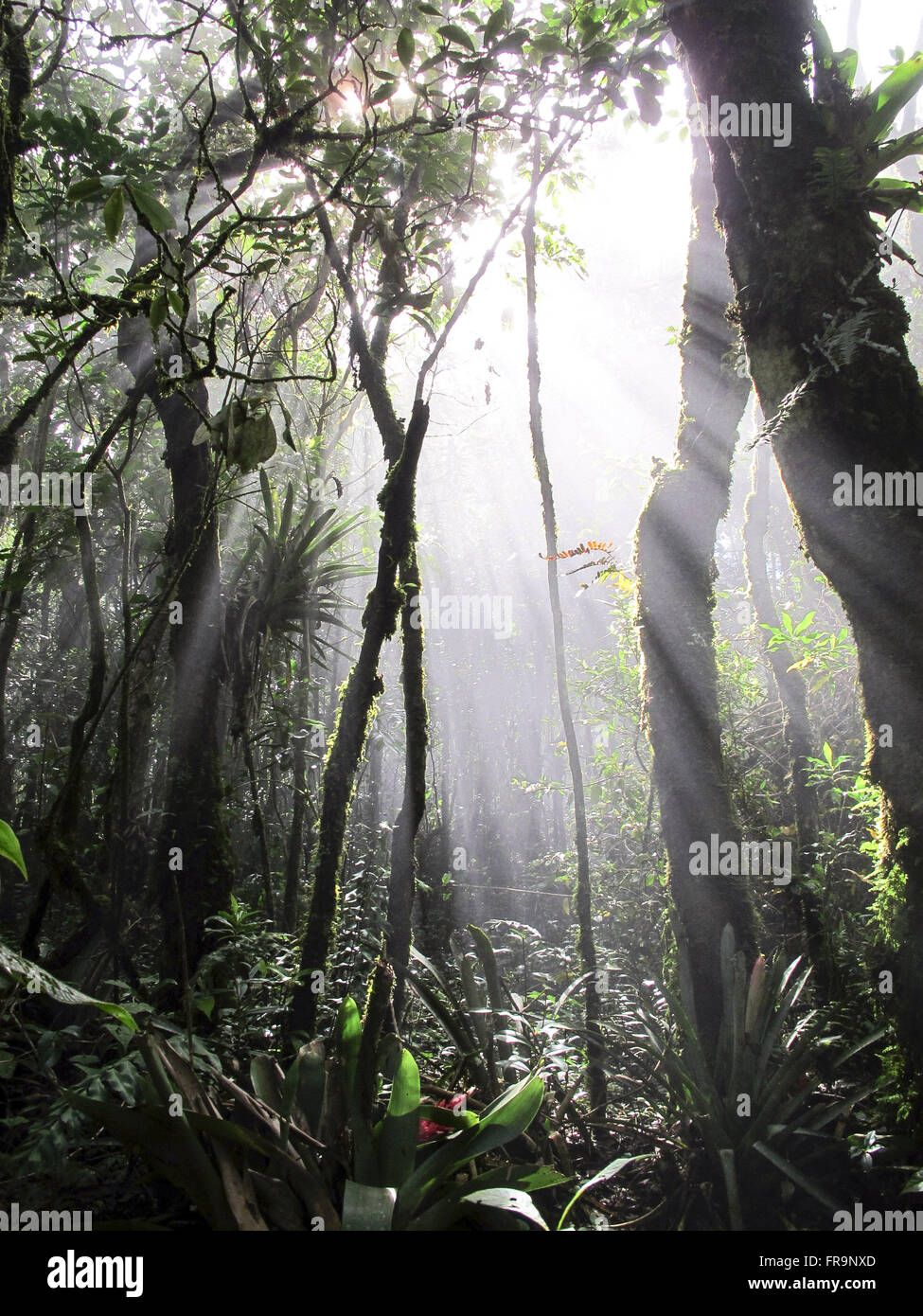 All'interno della foresta nel distretto di Pedra Redonda Monte Verde nella Serra da Mantiqueira Foto Stock